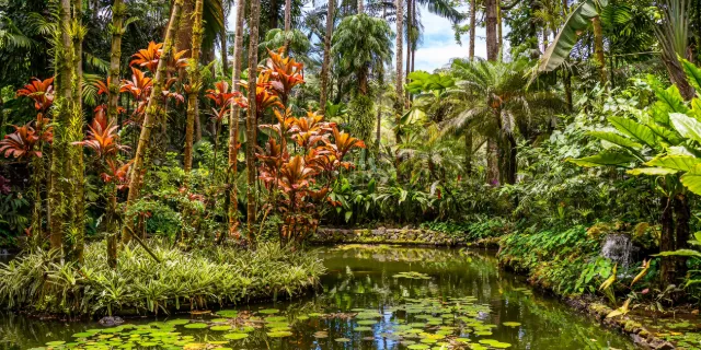 Jardin tropical avec bassin de nénuphars, palmiers et cordylines rouges à La Réunion